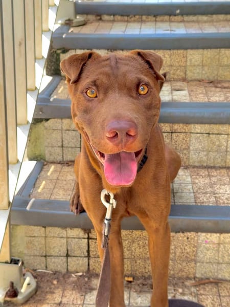 Pollux, mâle croisé shar pei, né le 03/06/2024🐶