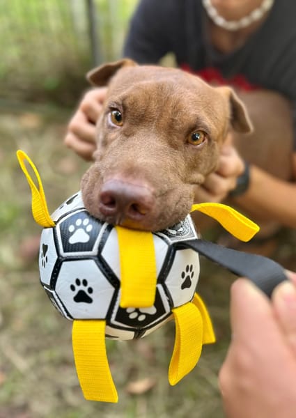 Pollux, mâle croisé shar pei, né le 03/06/2024🐶