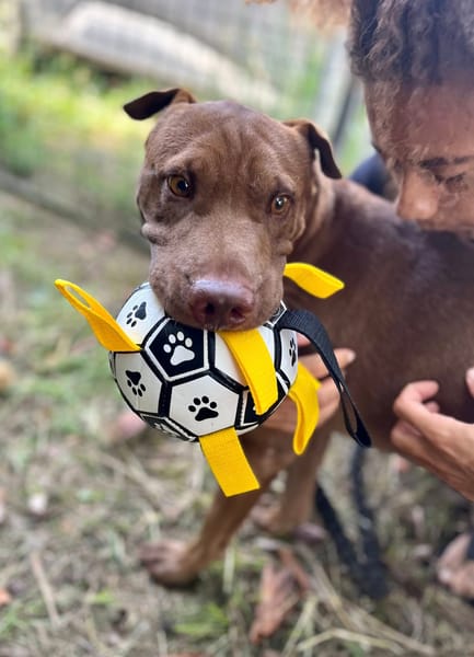 Pollux, mâle croisé shar pei, né le 03/06/2024🐶