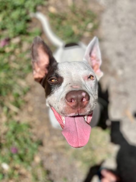 Neo, mâle croisé berger, né le 01/01/2025 🐶