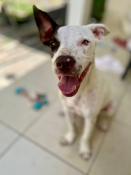 Neo, mâle croisé berger, né le 01/01/2025 🐶