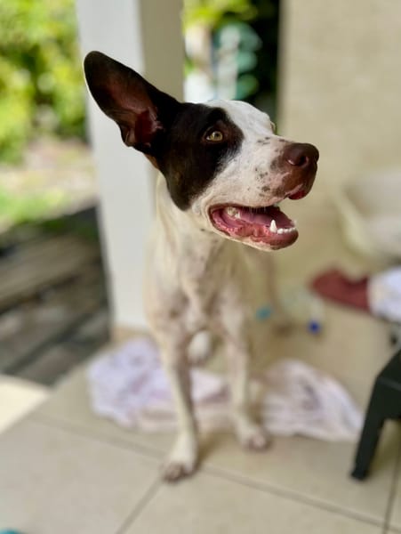 Neo, mâle croisé berger, né le 01/01/2025 🐶