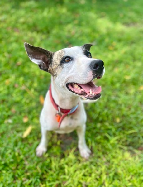 Hanae, femelle croisée berger née le 03/11/2023 🐶