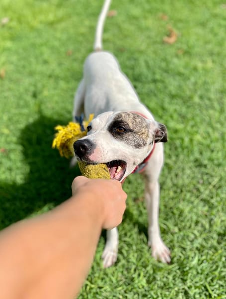 Hanae, femelle croisée berger née le 03/11/2023 🐶