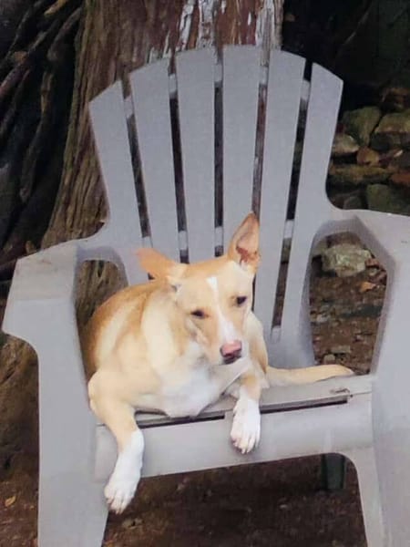 Gribouille, femelle croisée berger, née le 25/10/2024