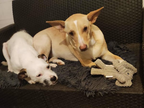 Gribouille, femelle croisée berger, née le 25/10/2024