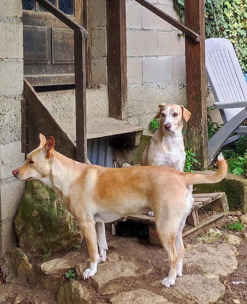 Gribouille, femelle croisée berger, née le 25/10/2024