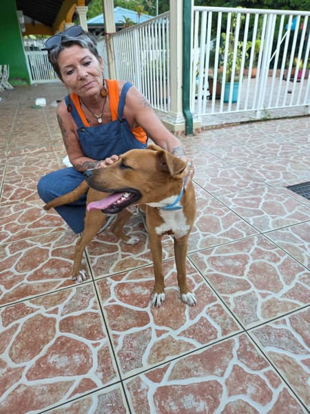 Frisky, mâle X croisé berger , né le 01/04/2025