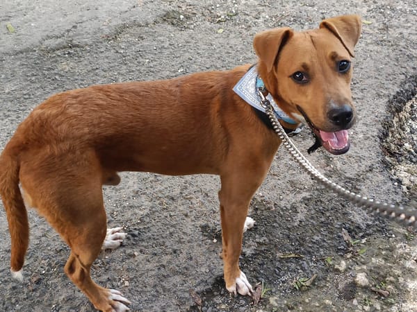 Frisky, mâle X croisé berger , né le 01/04/2025