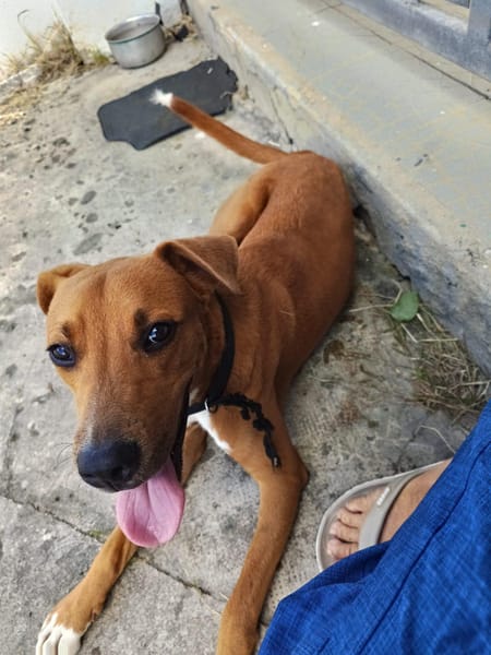 Frisky, mâle X croisé berger , né le 01/04/2025