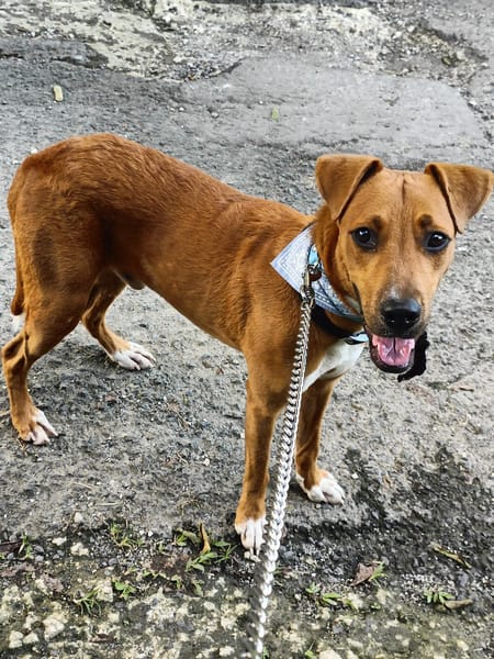 Frisky, mâle X croisé berger , né le 01/04/2025