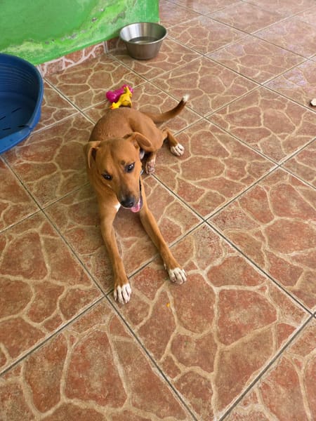 Frisky, mâle X croisé berger , né le 01/04/2025