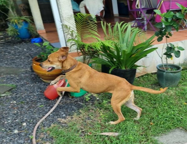 Bonny, femelle X berger, née le 28/11/2024