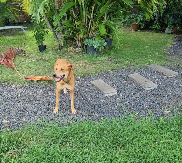 Bonny, femelle X berger, née le 28/11/2024