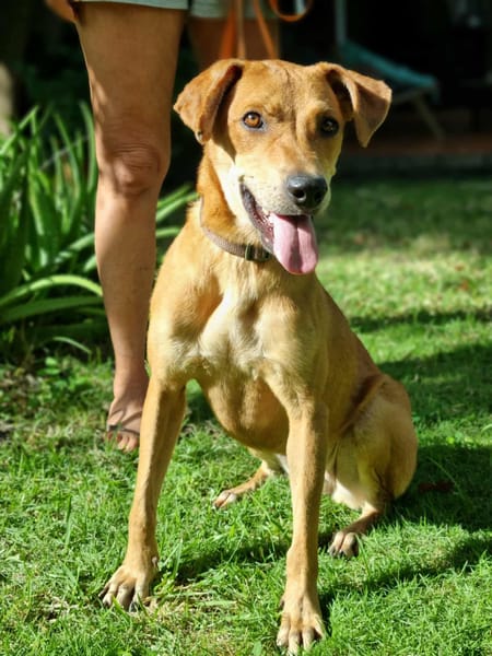 Bonny, femelle X berger, née le 28/11/2024