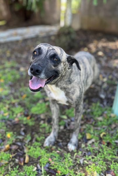 Donna, femelle, croisée berger, née le 10/09/2023
