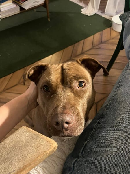 Brooklyn, femelle, Berger X Staffordshire Terrier (Décatégorisée par diagnose), née le 20/04/2022