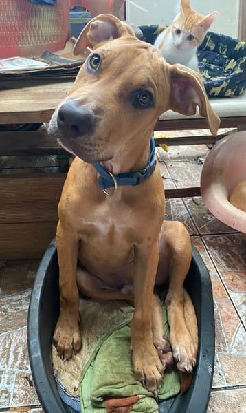 Barton, mâle croisé berger, né le 15/06/2025 🐶