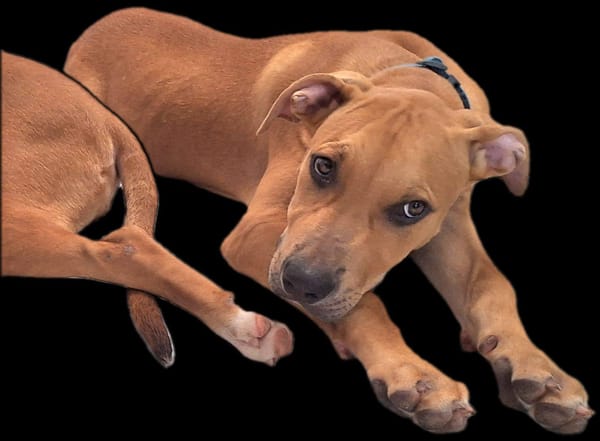 Barton, mâle croisé berger, né le 15/06/2025 🐶