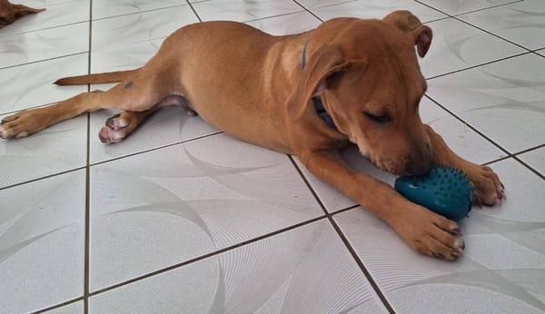 Barton, mâle croisé berger, né le 15/06/2025 🐶