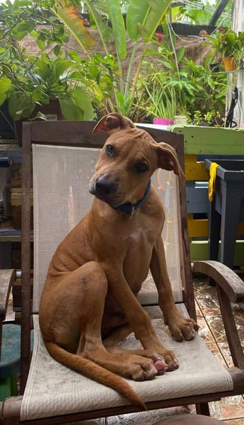 Barton, mâle croisé berger, né le 15/06/2025 🐶