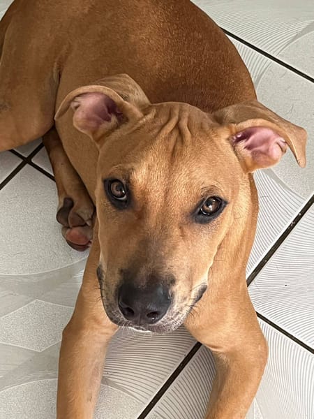 Barton, mâle croisé berger, né le 15/06/2025 🐶