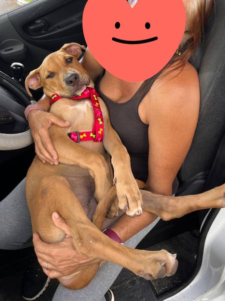 Barton, mâle croisé berger, né le 15/06/2025 🐶