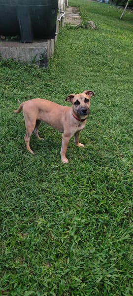 Anuka, femelle berger, née le 15/06/2025 🐶