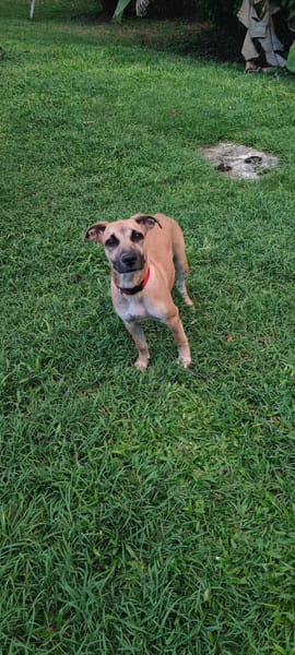 Anuka, femelle berger, née le 15/06/2025 🐶