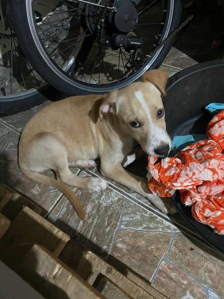 Tyna, femelle X croiser berger , née le 15/08/2025