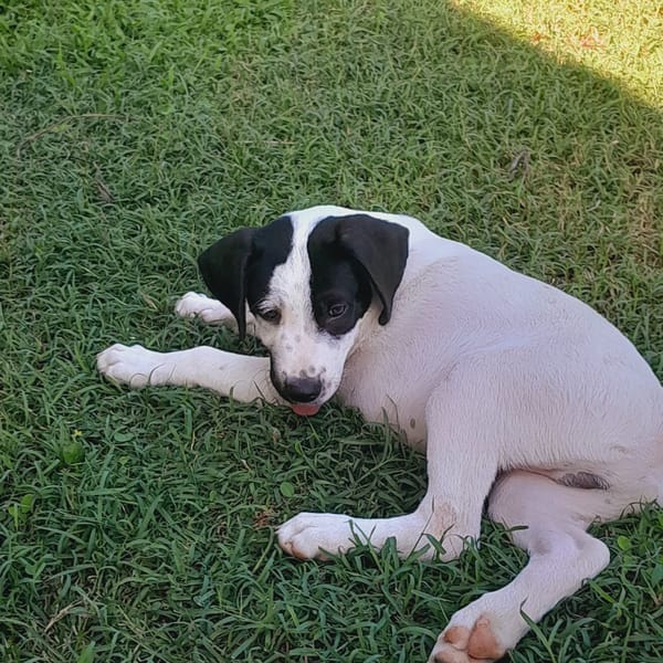 Tio, mâle X border né le 15/09/2025