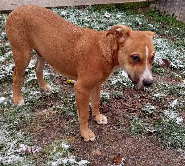 Spooky, mâle croisé berger, né le 15/06/2025🐶