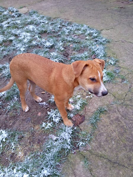 Spooky, mâle croisé berger, né le 15/06/2025🐶