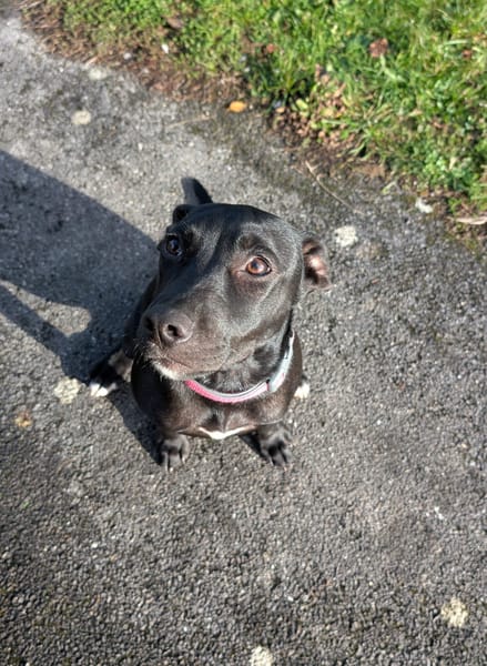 Rose, femelle croisée créole, née le 25/06/2025 🐶