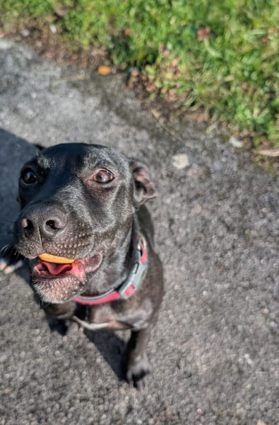 Rose, femelle croisée créole, née le 25/06/2025 🐶