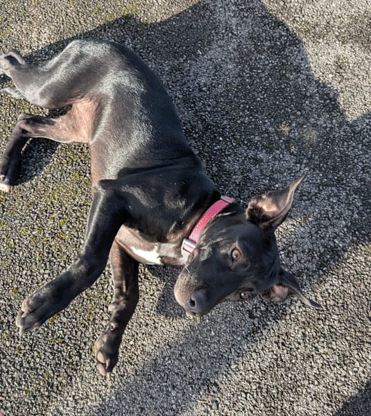 Rose, femelle croisée créole, née le 25/06/2025 🐶