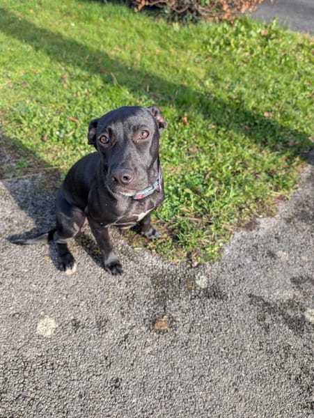 Rose, femelle croisée créole, née le 25/06/2025 🐶