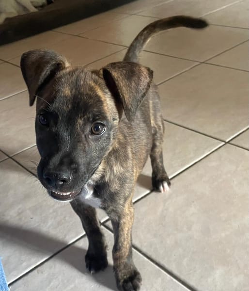 Rollo, mâle X berger, né le 28/09/2025