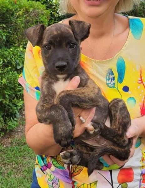 Rollo, mâle X berger, né le 28/09/2025