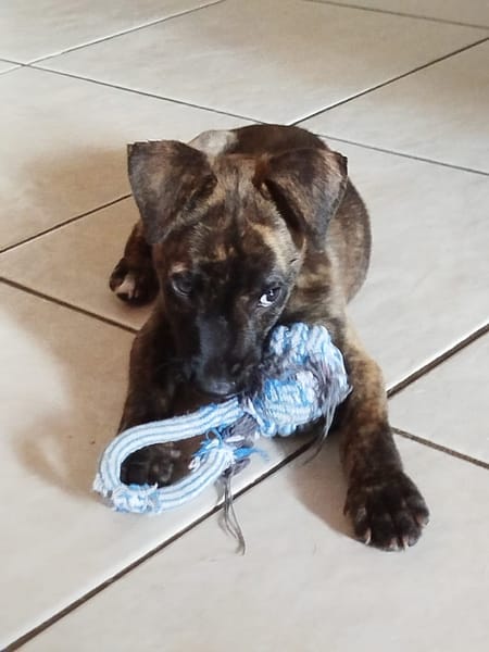Rollo, mâle X berger, né le 28/09/2025