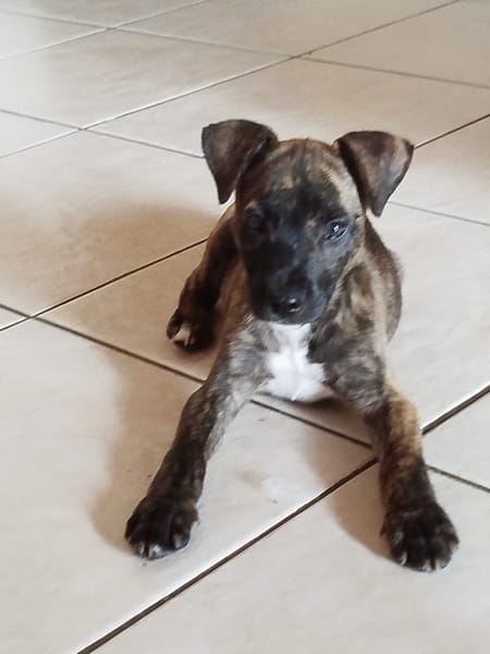 Rollo, mâle X berger, né le 28/09/2025