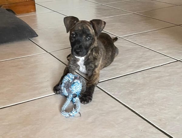 Rollo, mâle X berger, né le 28/09/2025