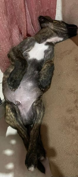 Rollo, mâle X berger, né le 28/09/2025