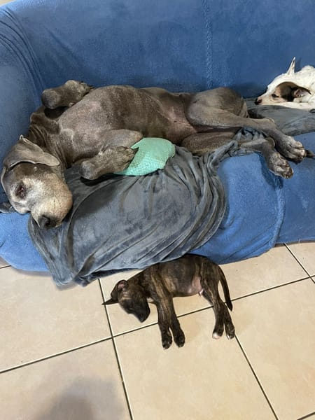 Rollo, mâle X berger, né le 28/09/2025