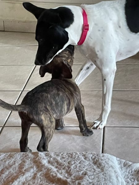 Rollo, mâle X berger, né le 28/09/2025