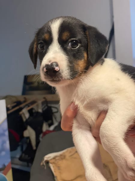 Only, femelle Xborder collie née le 09/10/2025