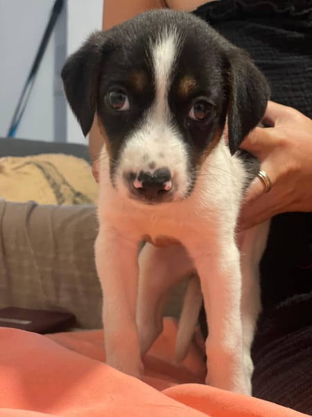 Only, femelle Xborder collie née le 09/10/2025