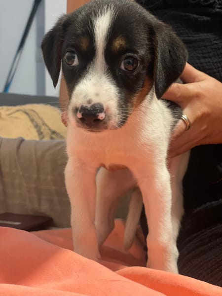 Only, femelle Xborder collie née le 09/10/2025