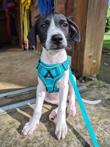 Liddy, femelle berger, née le 15/09/2025