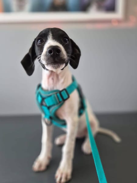 Liddy, femelle berger, née le 15/09/2025